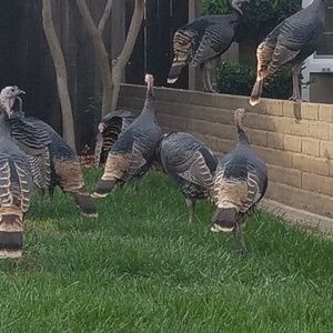 Meet your Posher, Genie